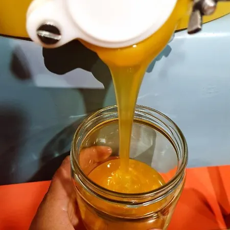 بنب هاوس فيبل